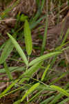 Sampson's snakeroot